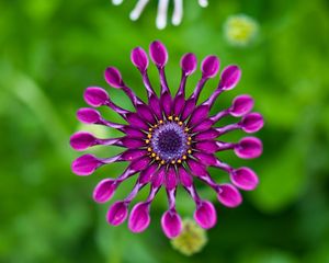 Preview wallpaper gerbera, flower, macro, pinwheel, purple