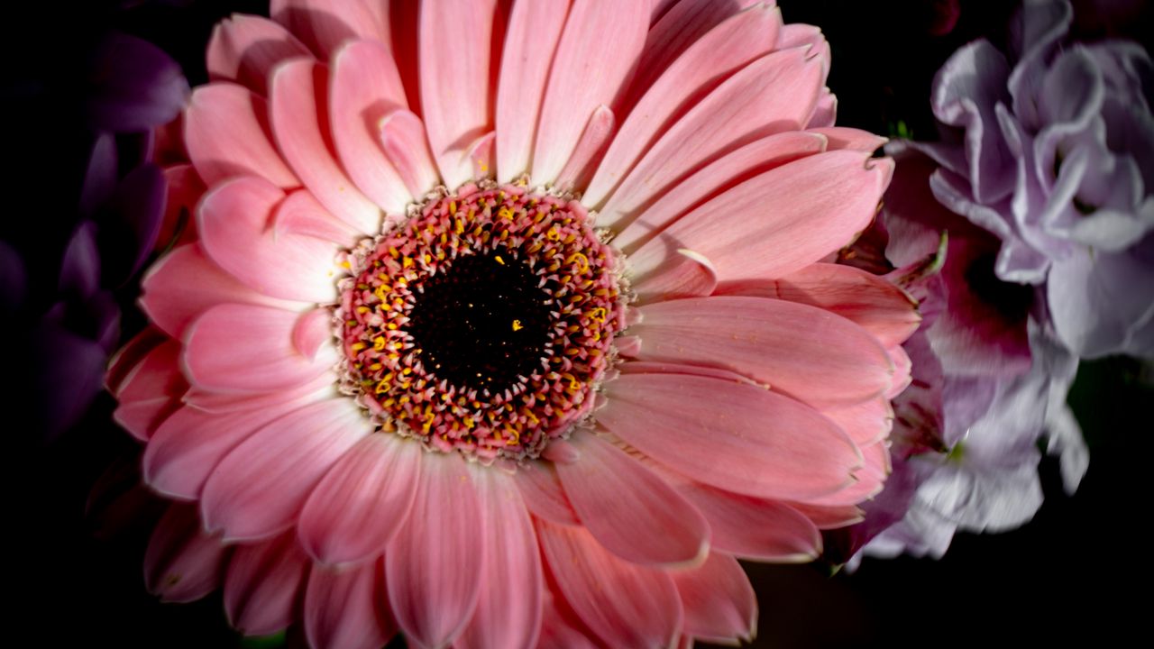 Wallpaper gerbera, flower, macro, petals, pink