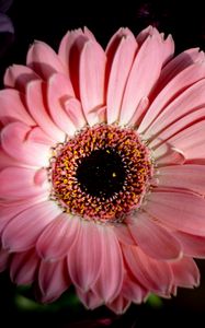 Preview wallpaper gerbera, flower, macro, petals, pink