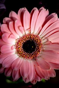 Preview wallpaper gerbera, flower, macro, petals, pink