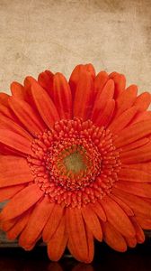 Preview wallpaper gerbera, flower, orange, book