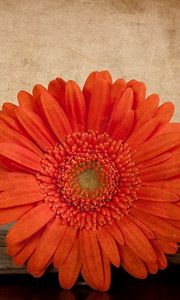 Preview wallpaper gerbera, flower, orange, book