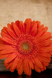 Preview wallpaper gerbera, flower, orange, book