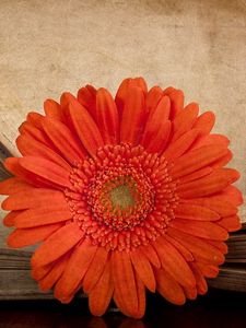 Preview wallpaper gerbera, flower, orange, book