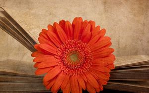Preview wallpaper gerbera, flower, orange, book