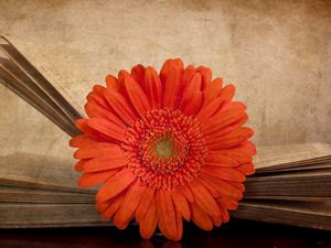 Preview wallpaper gerbera, flower, orange, book