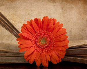 Preview wallpaper gerbera, flower, orange, book