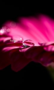 Preview wallpaper gerbera, flower, petals, bud, drop