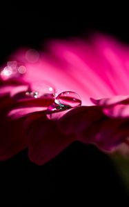 Preview wallpaper gerbera, flower, petals, bud, drop