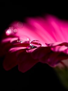 Preview wallpaper gerbera, flower, petals, bud, drop