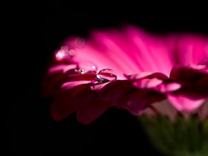 Preview wallpaper gerbera, flower, petals, bud, drop