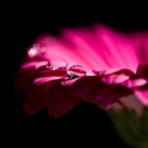 Preview wallpaper gerbera, flower, petals, bud, drop