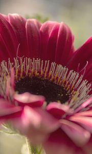 Preview wallpaper gerbera, flower, petals, close-up