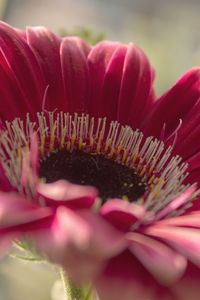 Preview wallpaper gerbera, flower, petals, close-up