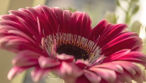 Preview wallpaper gerbera, flower, petals, close-up