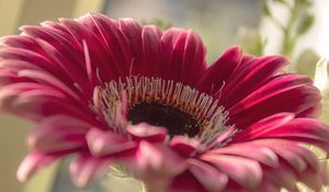 Preview wallpaper gerbera, flower, petals, close-up