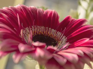 Preview wallpaper gerbera, flower, petals, close-up