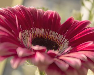 Preview wallpaper gerbera, flower, petals, close-up