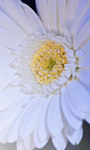 Preview wallpaper gerbera, flower, petals, white