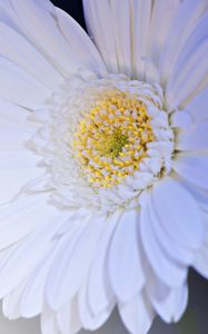 Preview wallpaper gerbera, flower, petals, white