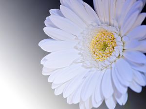 Preview wallpaper gerbera, flower, petals, white