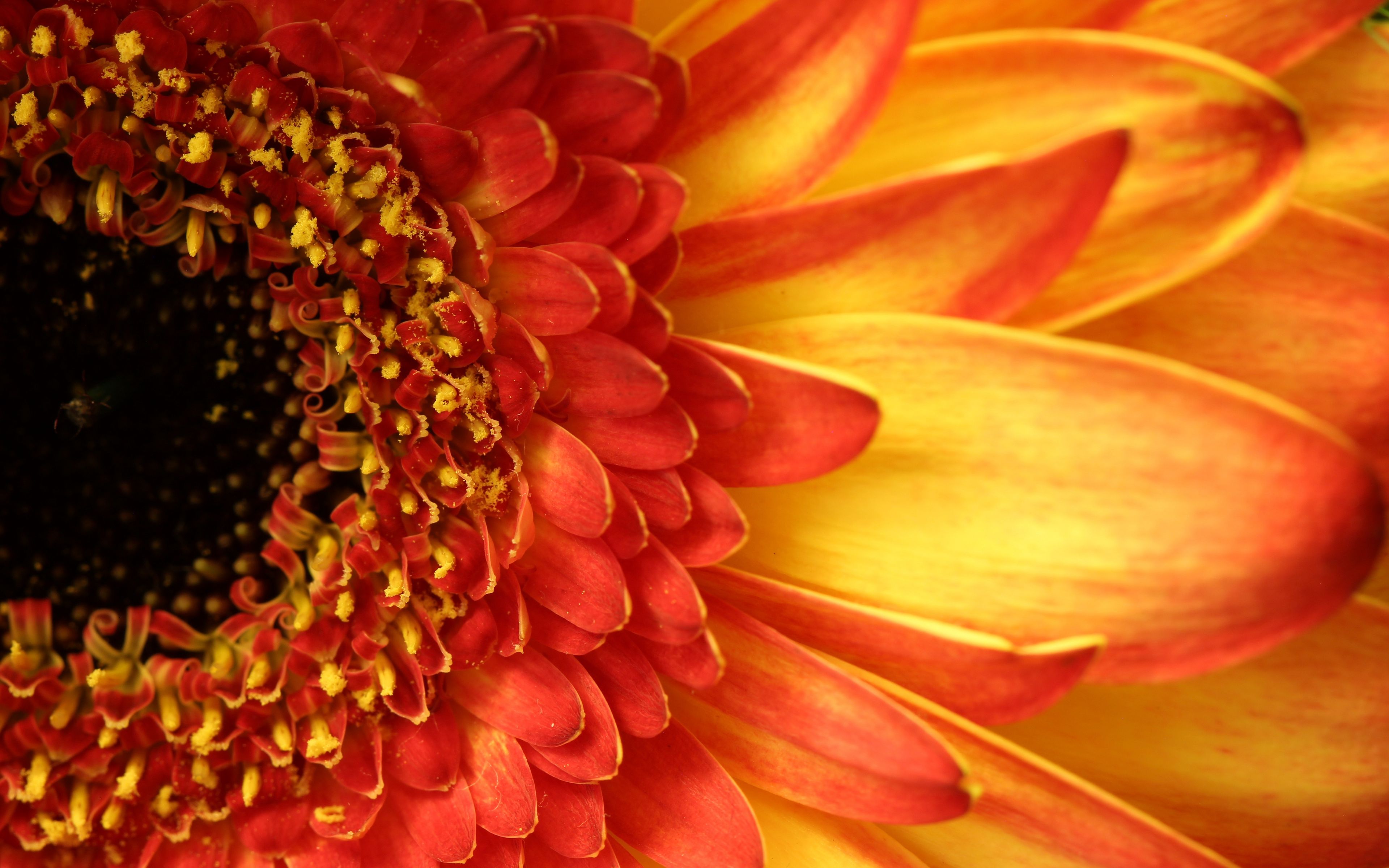 3840x2400 Wallpaper gerbera, flower, petals, closeup, peach