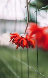 Preview wallpaper gerbera, flower, petals, red