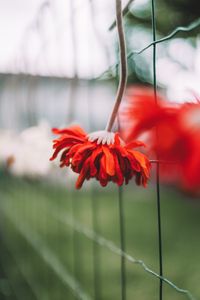 Preview wallpaper gerbera, flower, petals, red