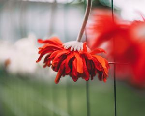 Preview wallpaper gerbera, flower, petals, red