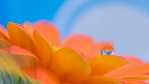 Preview wallpaper gerbera, flower, petals, drop, reflection, macro