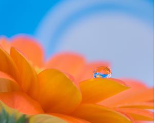 Preview wallpaper gerbera, flower, petals, drop, reflection, macro