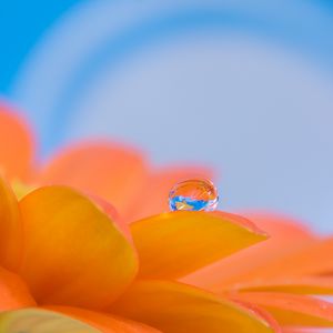 Preview wallpaper gerbera, flower, petals, drop, reflection, macro