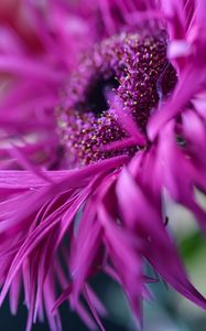 Preview wallpaper gerbera, flower, petals, macro, pink