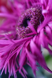 Preview wallpaper gerbera, flower, petals, macro, pink