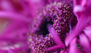 Preview wallpaper gerbera, flower, petals, macro, pink