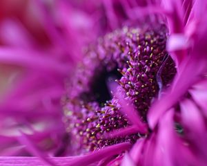 Preview wallpaper gerbera, flower, petals, macro, pink