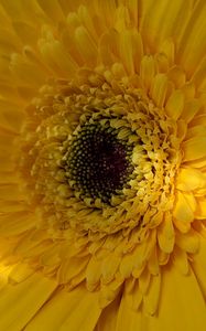 Preview wallpaper gerbera, flower, petals, yellow, macro