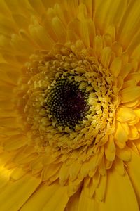 Preview wallpaper gerbera, flower, petals, yellow, macro