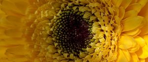 Preview wallpaper gerbera, flower, petals, yellow, macro