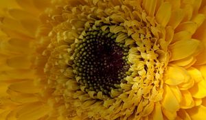 Preview wallpaper gerbera, flower, petals, yellow, macro