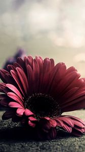 Preview wallpaper gerbera, flower, petals, asphalt