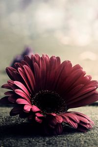 Preview wallpaper gerbera, flower, petals, asphalt