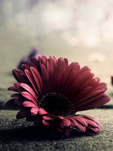 Preview wallpaper gerbera, flower, petals, asphalt