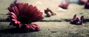 Preview wallpaper gerbera, flower, petals, asphalt