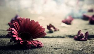 Preview wallpaper gerbera, flower, petals, asphalt