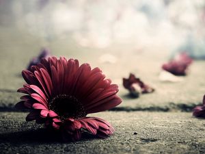 Preview wallpaper gerbera, flower, petals, asphalt