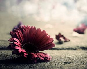 Preview wallpaper gerbera, flower, petals, asphalt