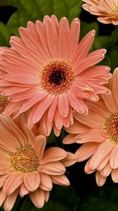 Preview wallpaper gerbera, flower, petals, herbs, close-up