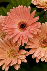 Preview wallpaper gerbera, flower, petals, herbs, close-up