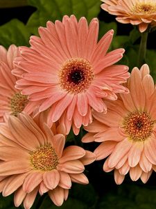 Preview wallpaper gerbera, flower, petals, herbs, close-up